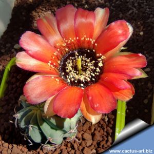 Lobivia jajoiana v. glauca WR218 Quebrada de Humahuaca, Jujuy, Argentina