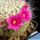 Mammillaria woodsii (Mammillaria hahniana subs. woodsii)