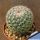 Mammillaria woodsii (Mammillaria hahniana subs. woodsii)