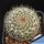 Mammillaria woodsii (Mammillaria hahniana subs. woodsii)