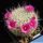 Mammillaria woodsii (Mammillaria hahniana subs. woodsii)