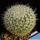 Mammillaria woodsii (Mammillaria hahniana subs. woodsii)