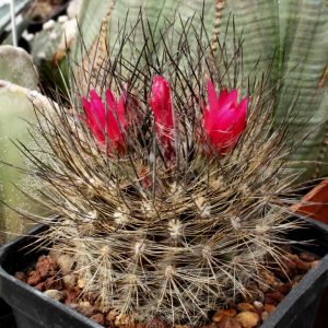 Eriosyce villosa (Neoporteria villosa)