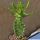 Euphorbia ingens
