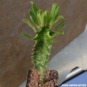 Euphorbia ingens