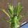 Euphorbia ingens