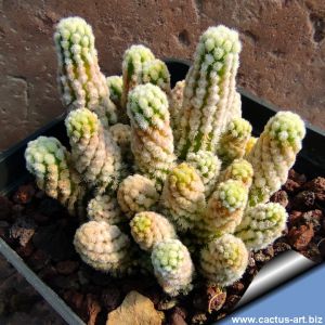 Mammillaria gracilis cv. LILLIPUT