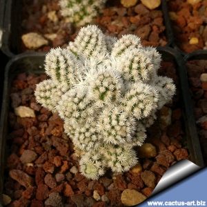 Mammillaria gracilis cv. MINI SNOWCAP