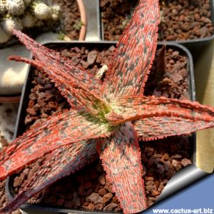 Aloe cv. RED DROPS