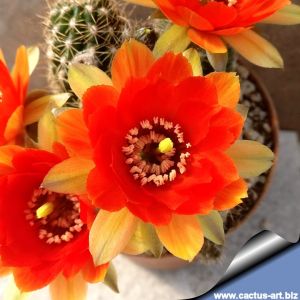 Chamaecereus hybrid cv. FLOR-ORANGE-YELLOW