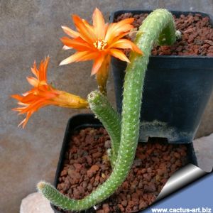 Chamaecereus luisramirezii (Chamaecereus sp. nova ramirezii)