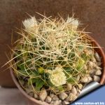 Mammillaria camptotricha