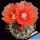 Eriosyce horrida (Horridocactus horridus)