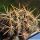 Eriosyce horrida (Horridocactus horridus)