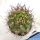Eriosyce horrida (Horridocactus horridus)
