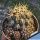 Eriosyce horrida (Horridocactus horridus)