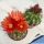Eriosyce horrida (Horridocactus horridus)