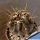 Eriosyce horrida (Horridocactus horridus)