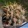 Eriosyce horrida (Horridocactus horridus)