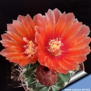 Eriosyce horrida (Horridocactus horridus)