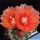 Eriosyce horrida (Horridocactus horridus)