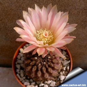Eriosyce odieri x occulta