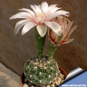 Gymnocalycium calochlorum v. proliferum Villa Carlos Paz, Cordoba, Argentina