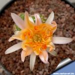 Chamaecereus hybrid (Chamaelobivia) cv. LINCOLN FRILLS