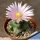 Coryphantha runyonii "COMPACT" (forma mostruosa brevispina)