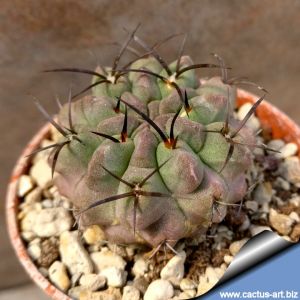 Eriosyce paucicostata (Neoporteria paucicostata)