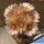Eriosyce paucicostata (Neoporteria paucicostata)