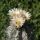 Eriosyce paucicostata (Neoporteria paucicostata)