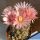 Eriosyce paucicostata (Neoporteria paucicostata)