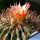 Ferocactus tiburonensis Tiburon Island, Sonora, Mexico 