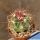Ferocactus tiburonensis Tiburon Island, Sonora, Mexico 