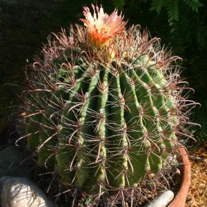 Ferocactus tiburonensis Tiburon Island, Sonora, Mexico