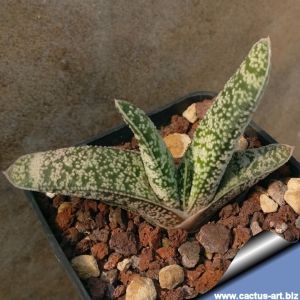 Gasteria pulchra Humansclora