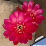 Lobivia arachnacantha hybrid cv. FLOR VIOLA (Violet)