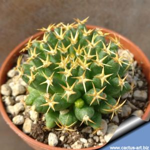 Mammillaria camptotricha cv. Marnier-Lapostolle "Brevispina"