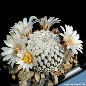Mammillaria pectinifera (Solisia pectinata) PP663 Puebla, Pueblo, Mexico