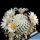 Mammillaria pectinifera (Solisia pectinata) PP663 Puebla, Pueblo, Mexico