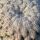Mammillaria pectinifera (Solisia pectinata) PP663 Puebla, Pueblo, Mexico