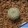 Mammillaria pectinifera (Solisia pectinata) PP663 Puebla, Pueblo, Mexico