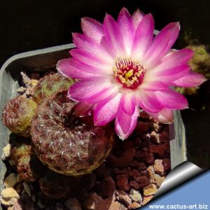 Sulcorebutia rauschii "Rusty brown spines"