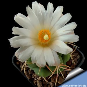 Thelocactus hexaedrophorus San Bartolo, San Luis Potosi, Mexico