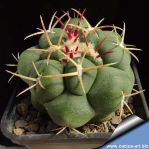 Thelocactus hexaedrophorus San Bartolo, San Luis Potosi, Mexico