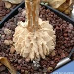 Gonolobus cyclophyllus (syn. Matelea cyclophylla)