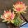 Lobivia cv. HOT LIPS