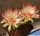 Lobivia cv. HOT LIPS