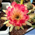 Lobivia cv. HOT LIPS